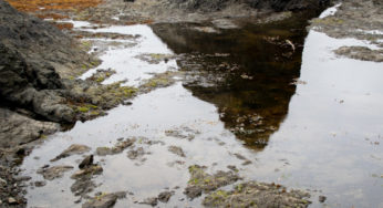 Hiking the Ozette Triangle: the rugged beauty of pacific northwest beaches.