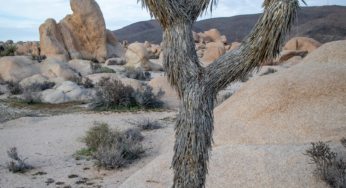 Joshua Tree and the Yucca Men: Exploring the Mojave Desert