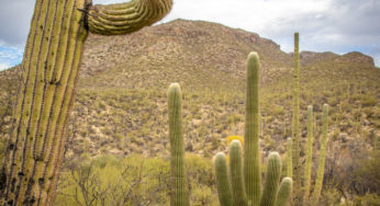 Day 444 – Tucson, AZ – Discovering the ancient saguaro cactus.