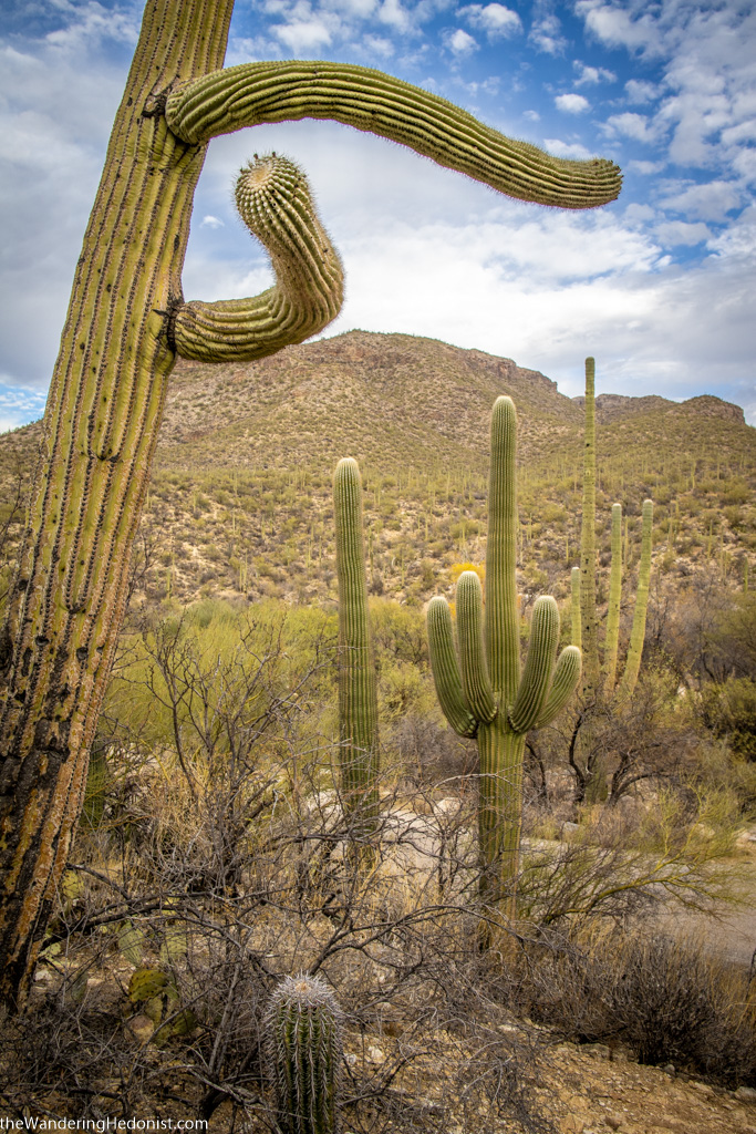 Giant Saguaro Cactus, Arizona, 1994