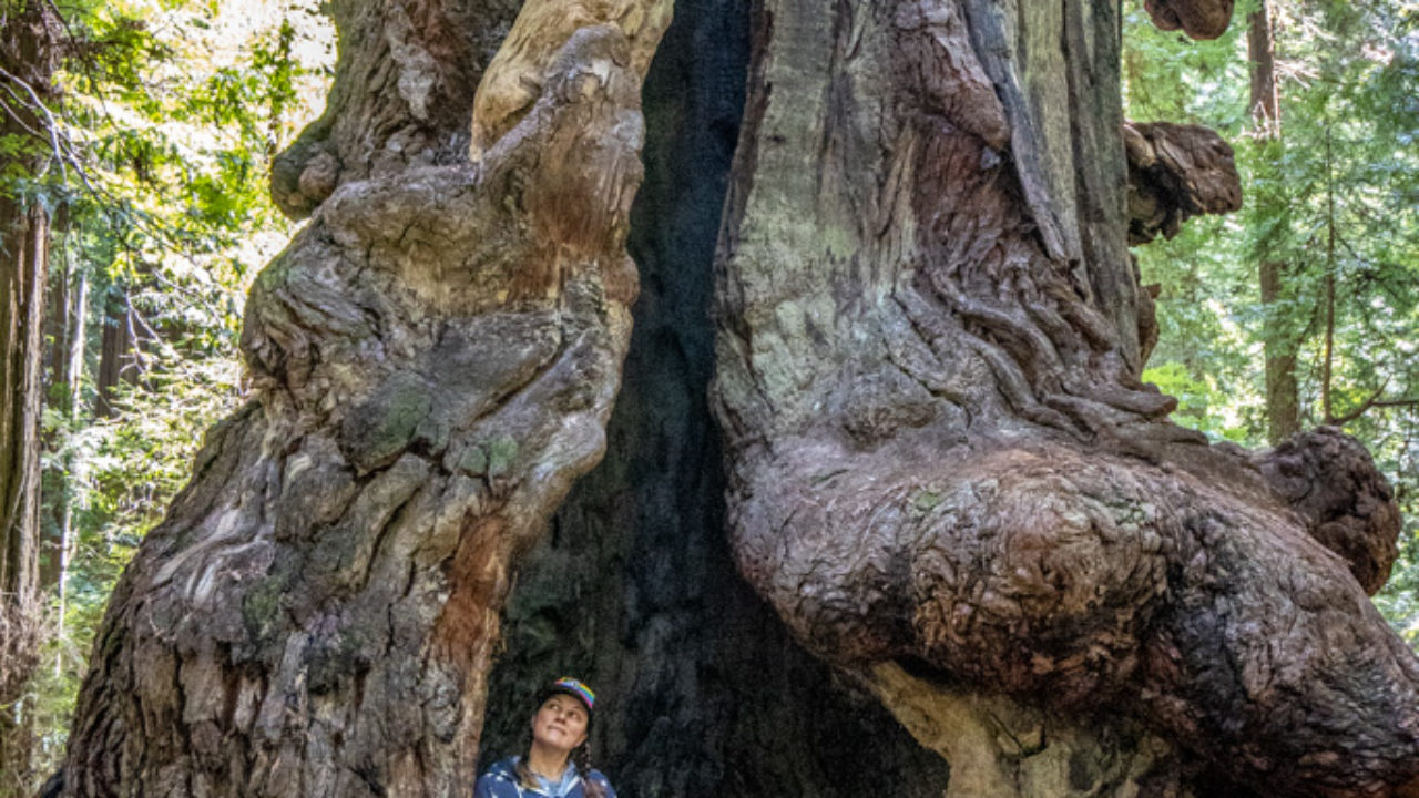 Day 540 - West Coast Road Trip - Northern California Redwoods | the  Wandering Hedonist